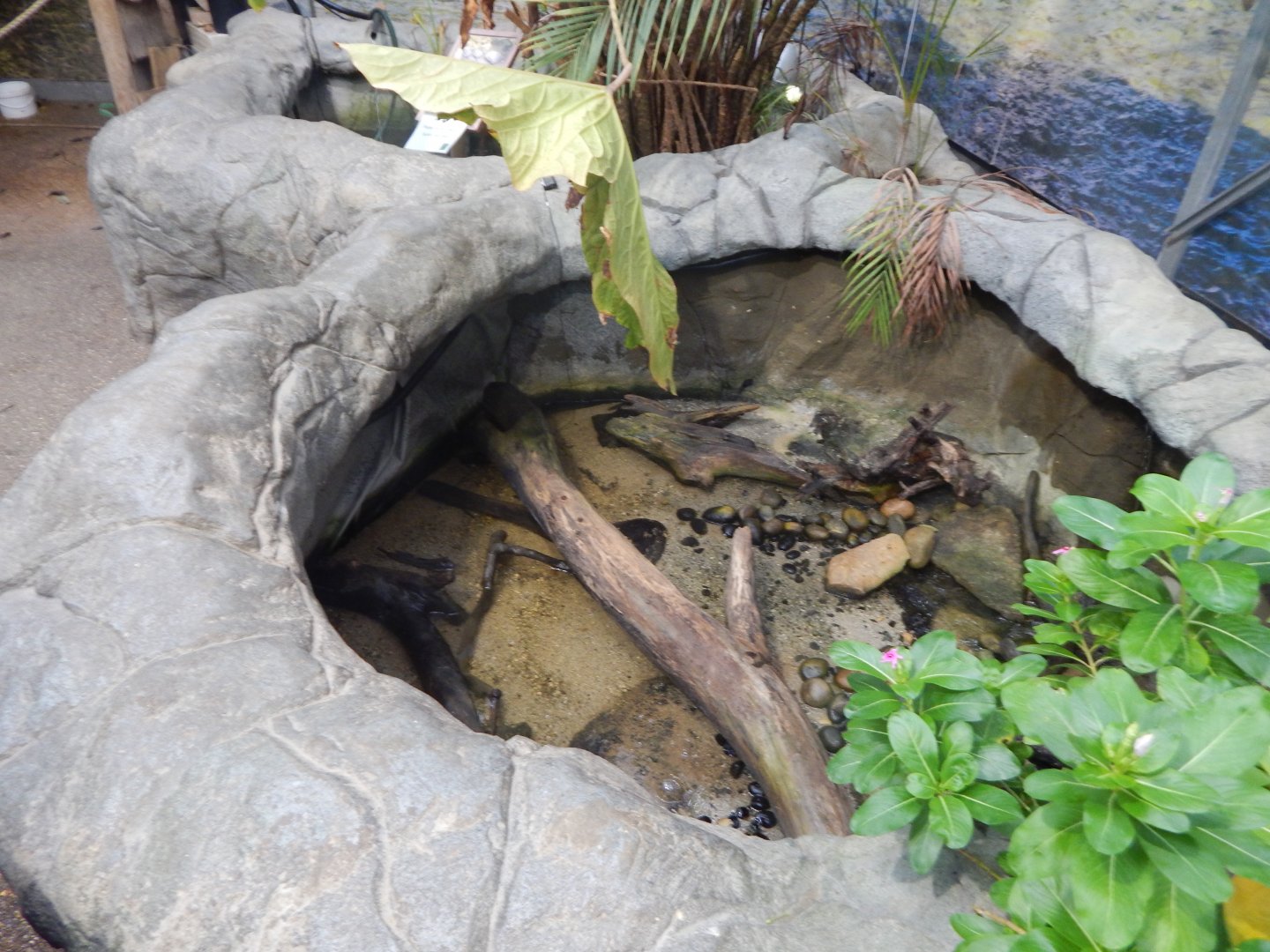 Atlantic mudskipper exhibit 050924