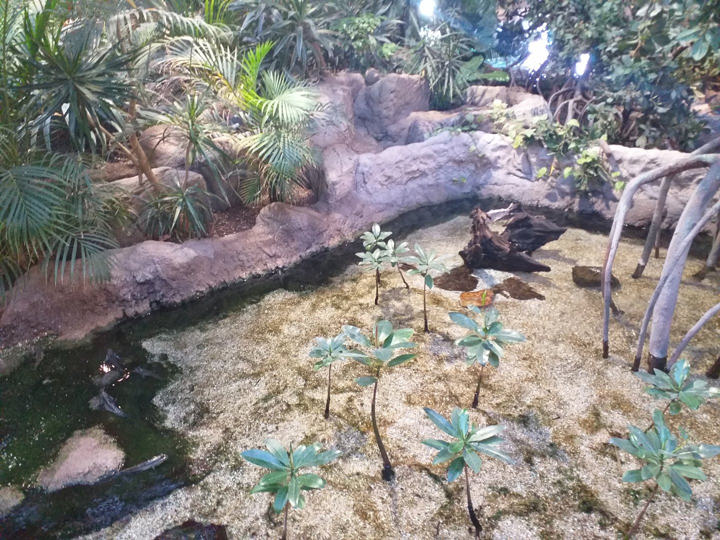 Atlantic mudskipper exhibit -BioDomo (2019)