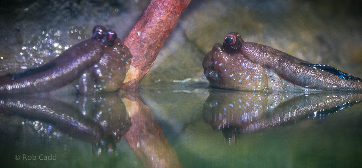 Atlantic mudskipper : Living Coasts : 24 Sep 2015