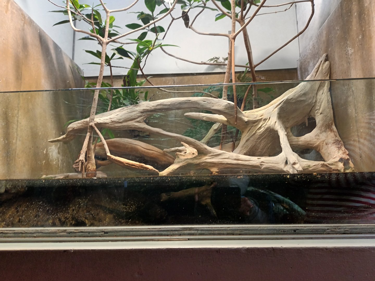 Atlantic Mudskipper Palaudarium