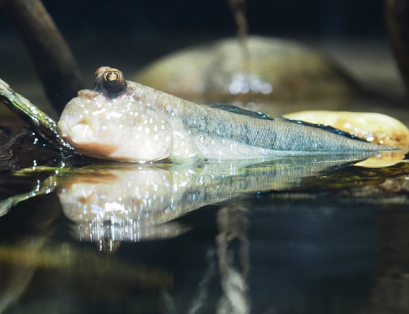 Atlantic mudskipper (Periophthalmus barbarus), 2023-08-17