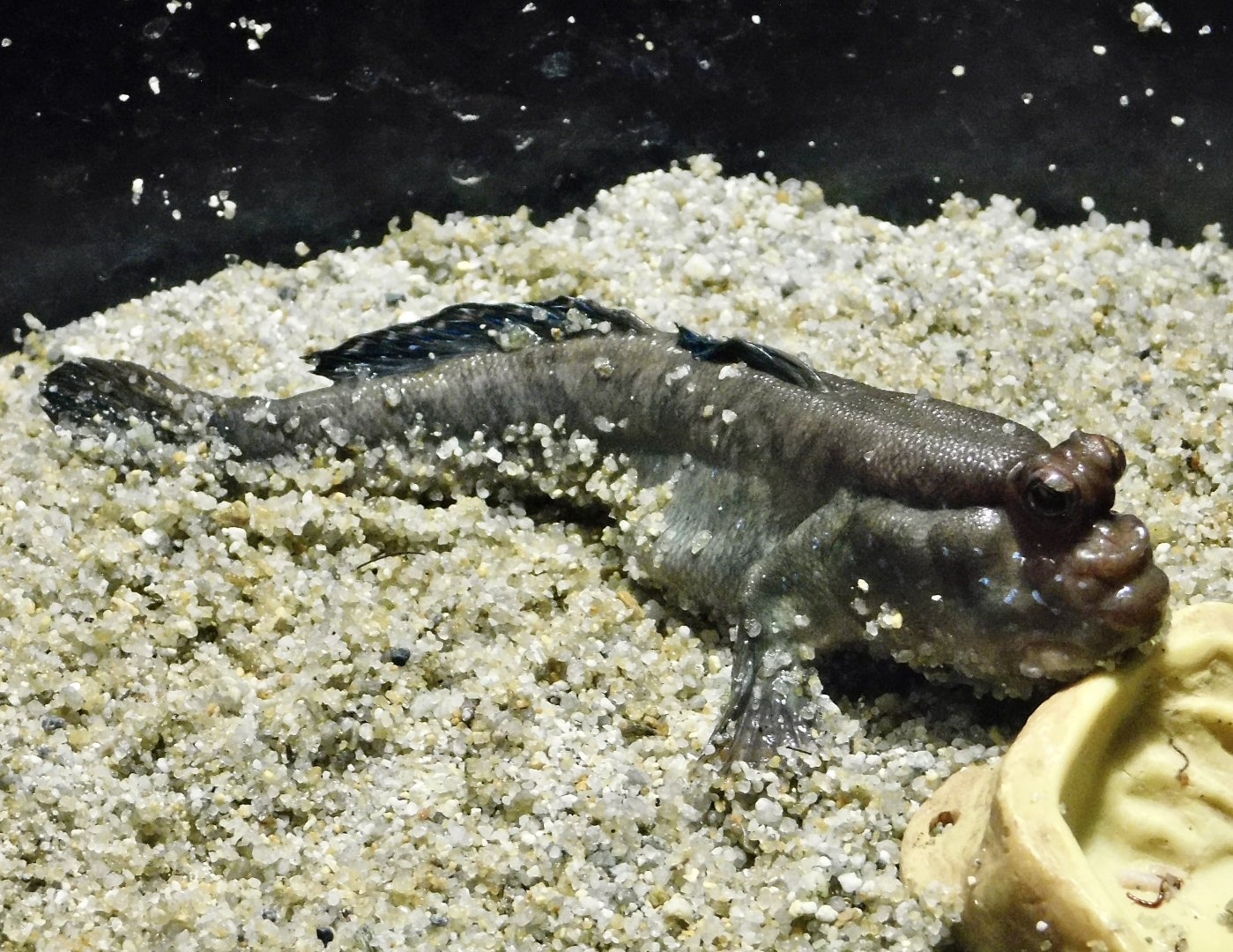 Atlantic  Mudskipper (Periophthalmus barbarus) - Kawasui Kawasaki Aquarium October 21, 2025