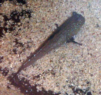 Atlantic Mudskipper (Periophthalmus barbarus)