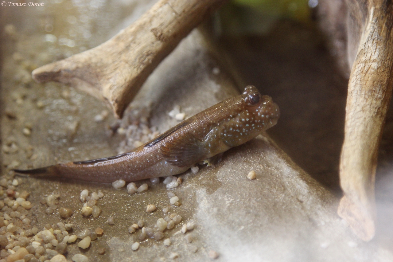 Atlantic Mudskipper (Periophthalmus barbarus)