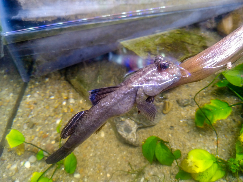 Atlantic mudskipper (Periophthalmus barbarus)