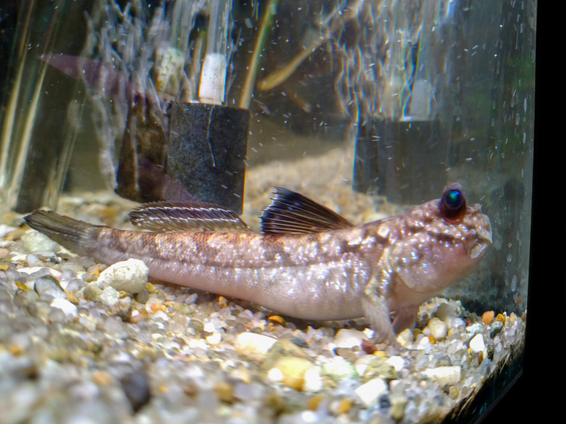 Atlantic mudskipper (Periophthalmus barbarus)