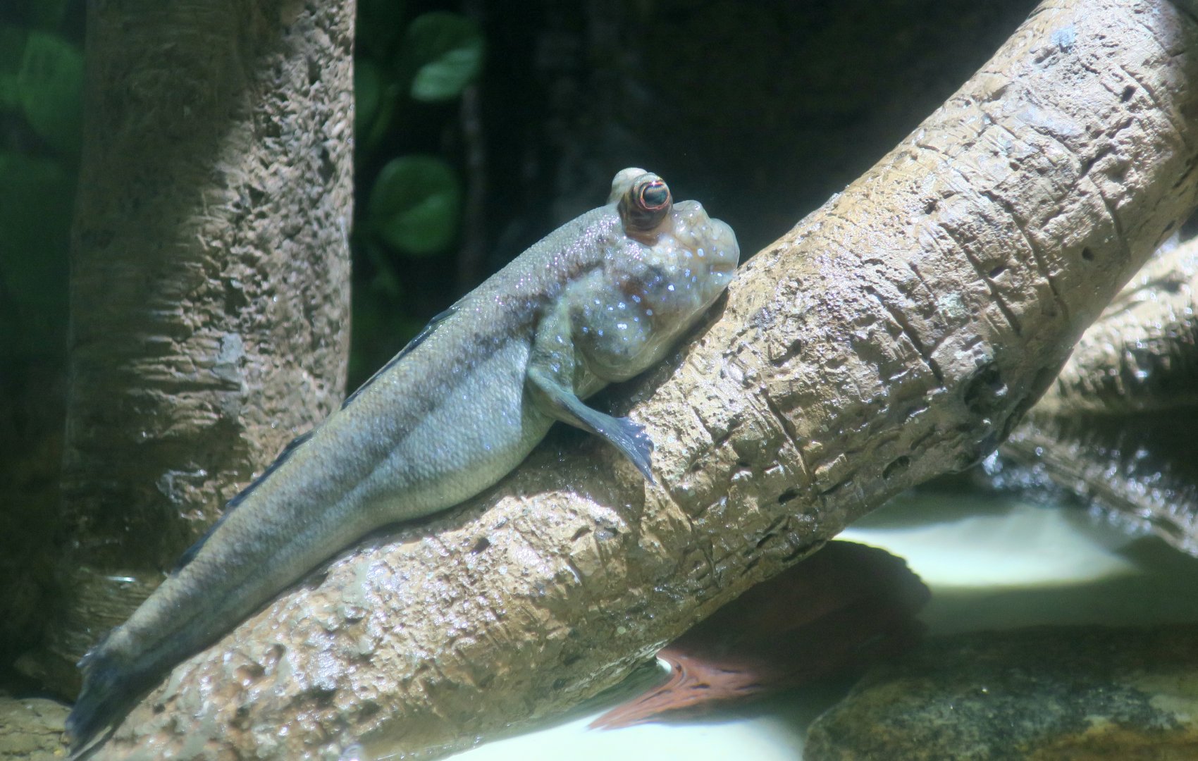 Atlantic Mudskipper (Periophthalmus barbarus)