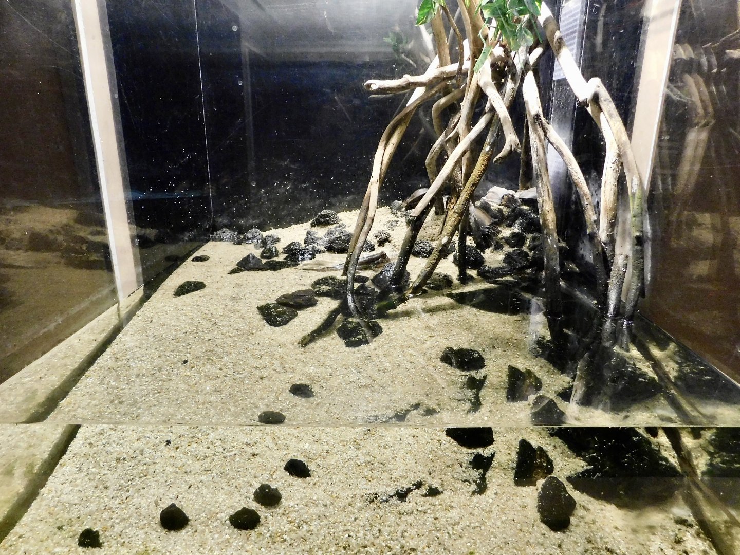 Atlantic Mudskipper Tank - Kawasui Kawasaki Aquarium October 8, 2025