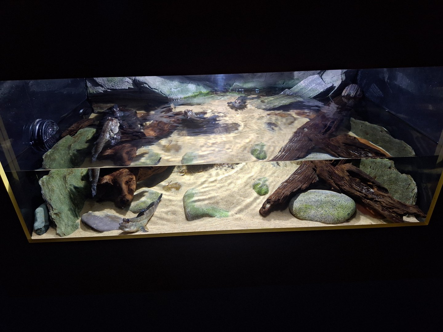 Atlantic Mudskipper tank