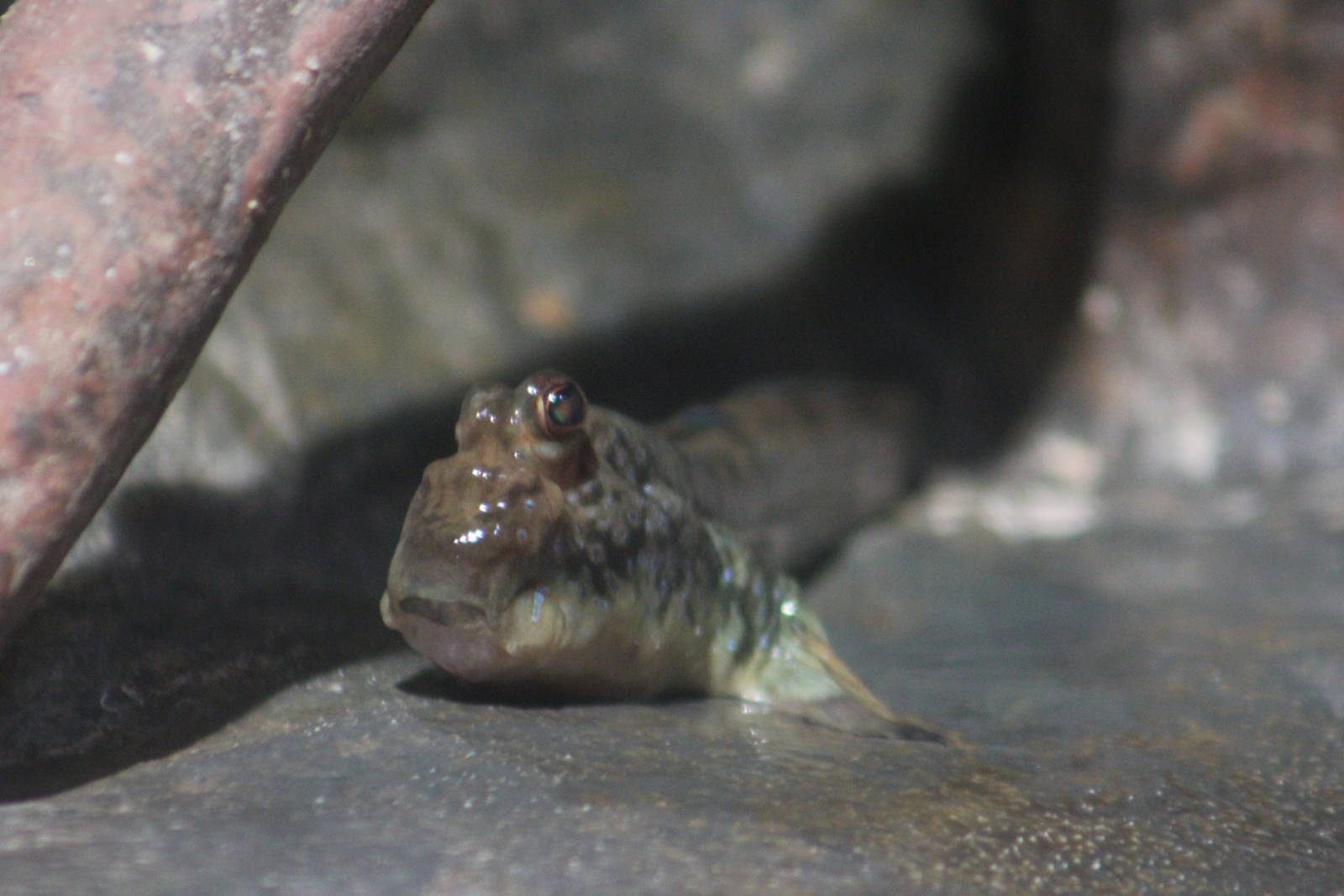 Atlantic mudskipper