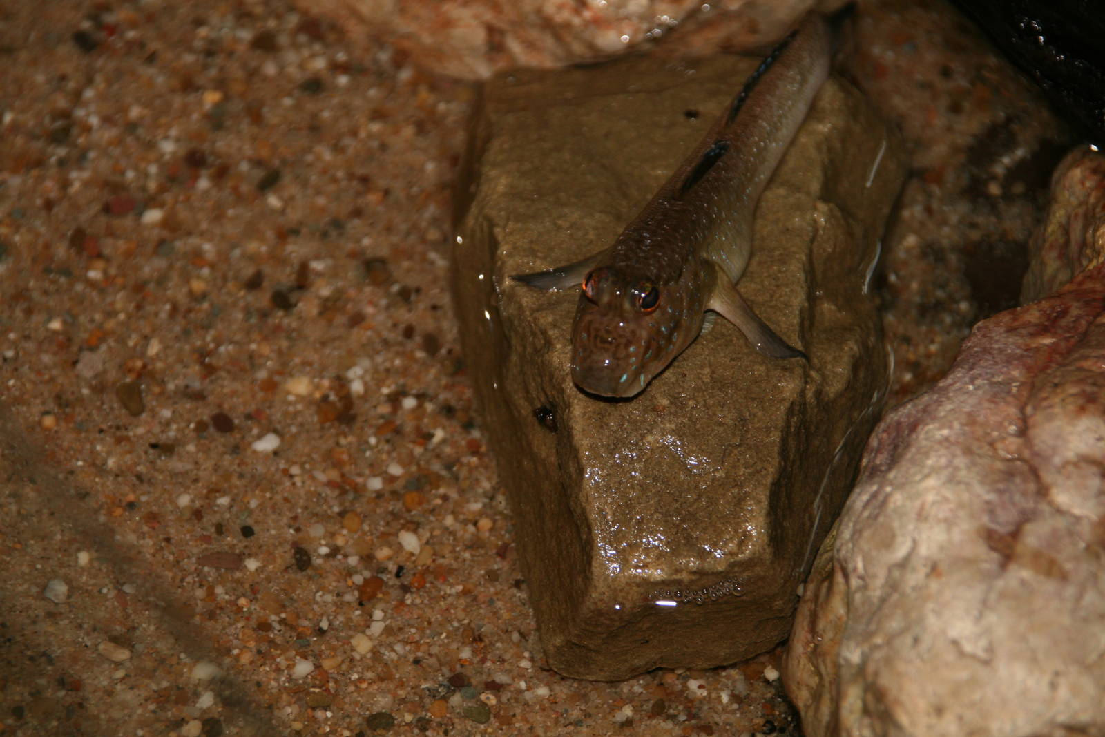 Atlantic mudskipper