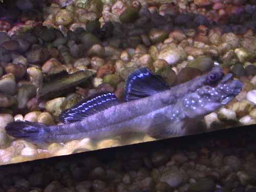 Atlantic Mudskipper