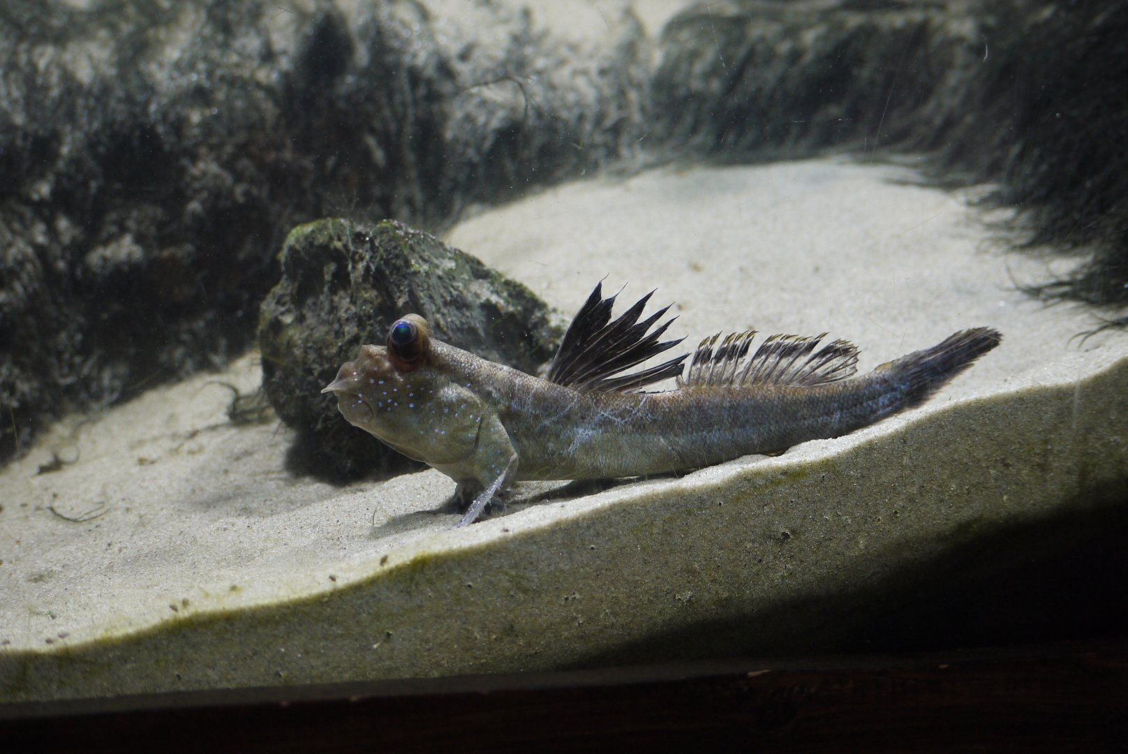 Atlantic Mudskipper