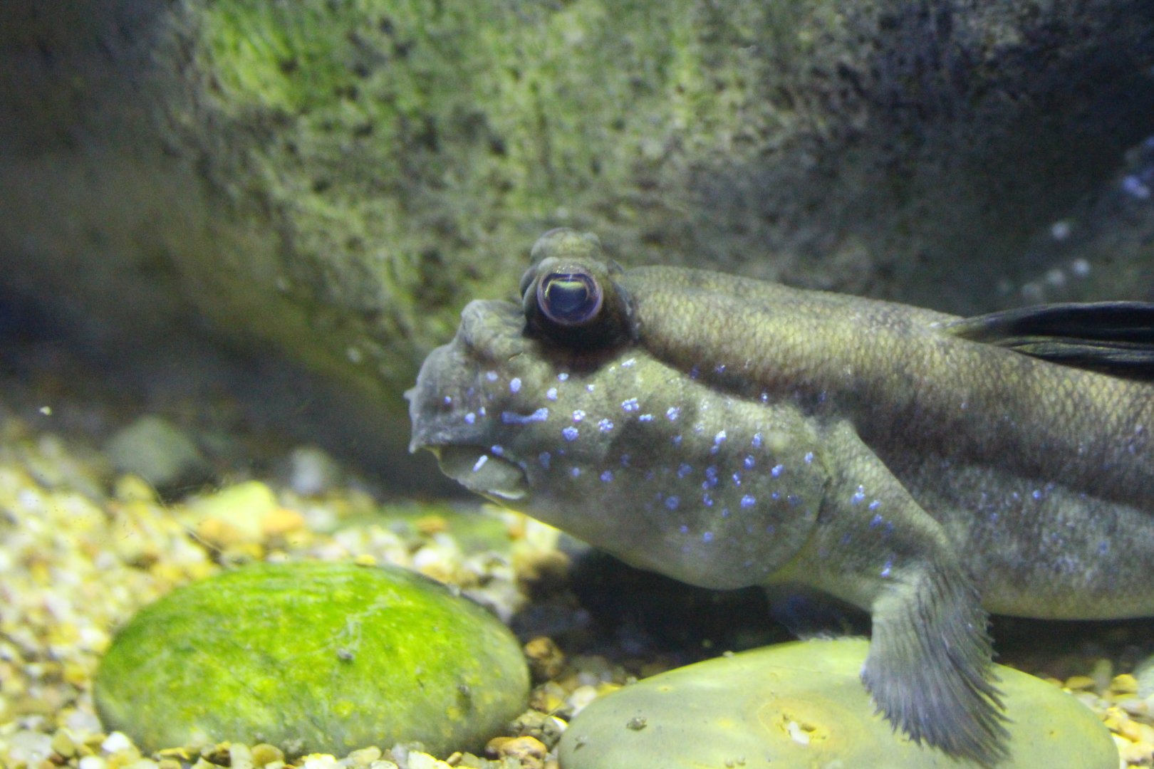 Atlantic Mudskipper