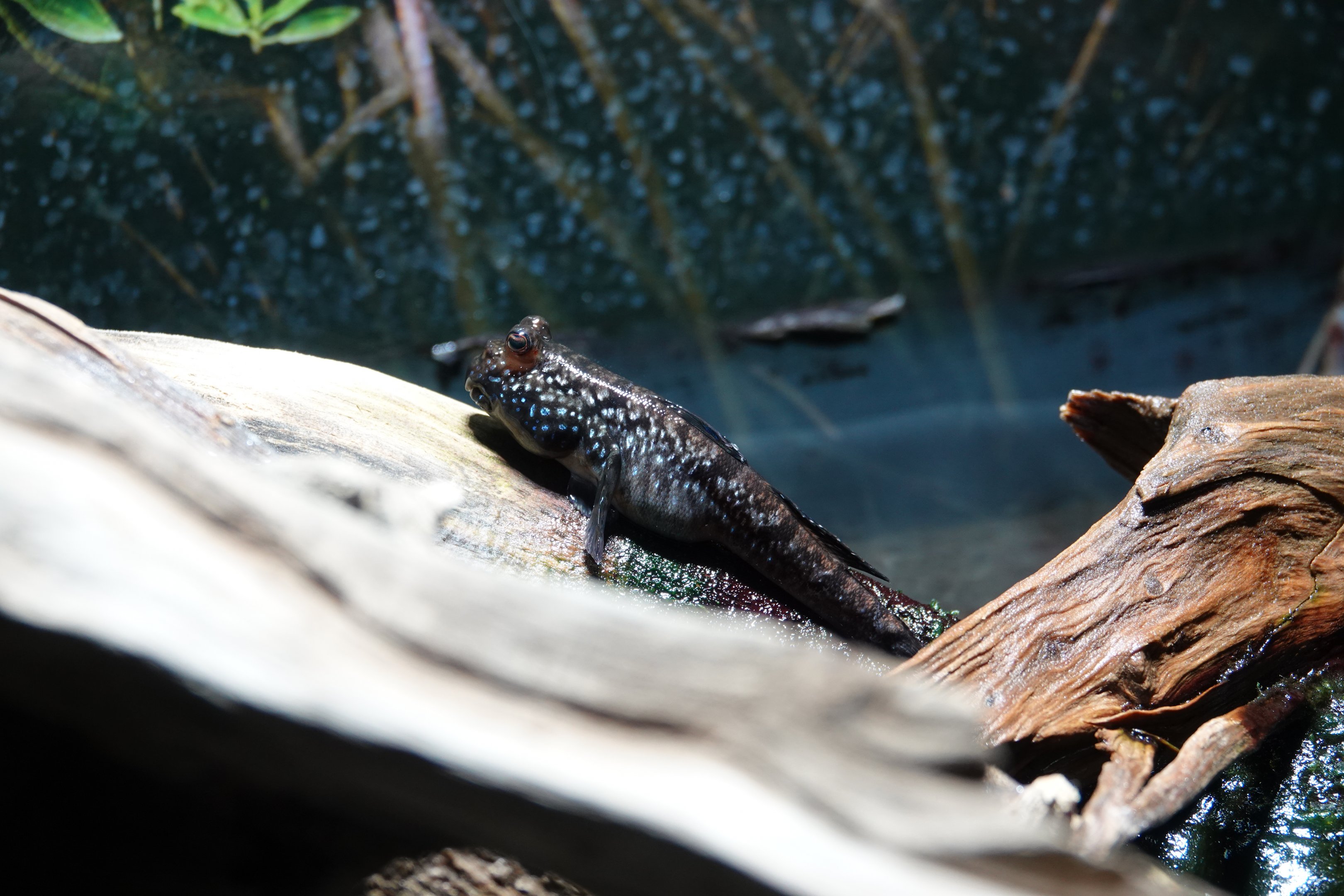 Atlantic mudskipper