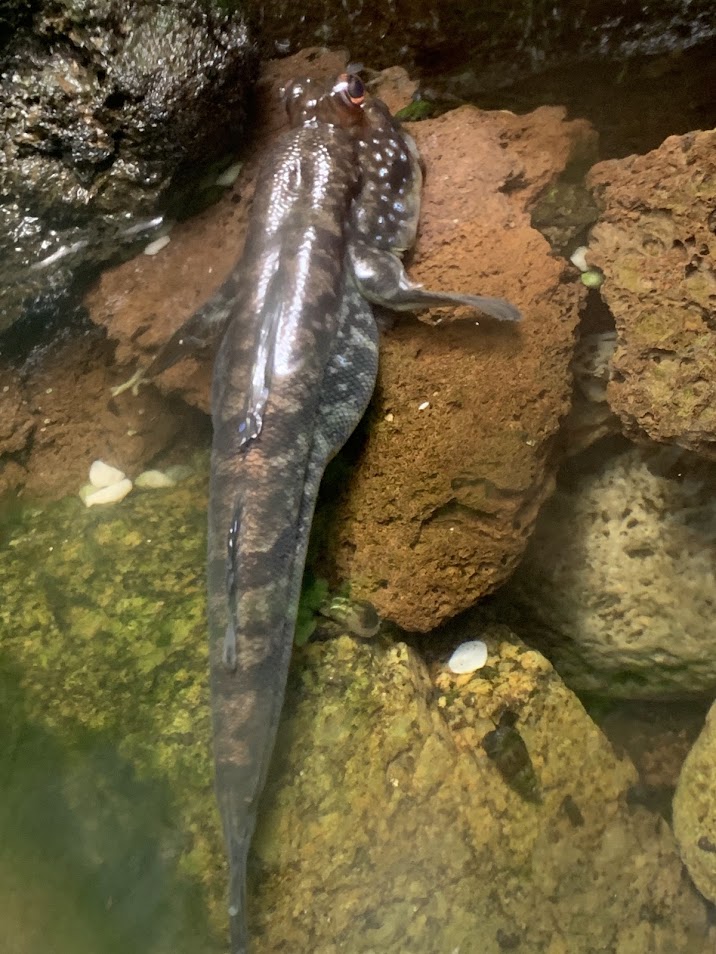 Atlantic mudskipper