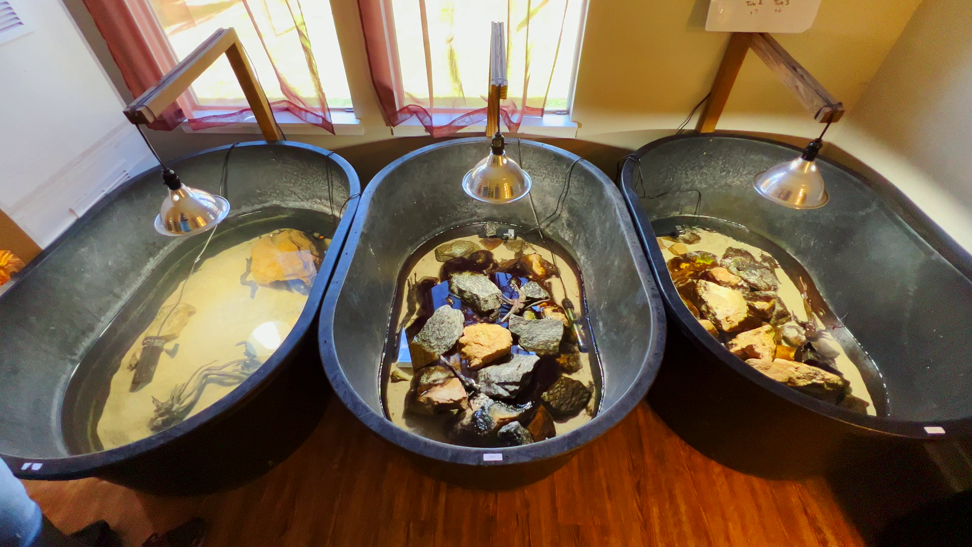 Atlantic Mudskippers