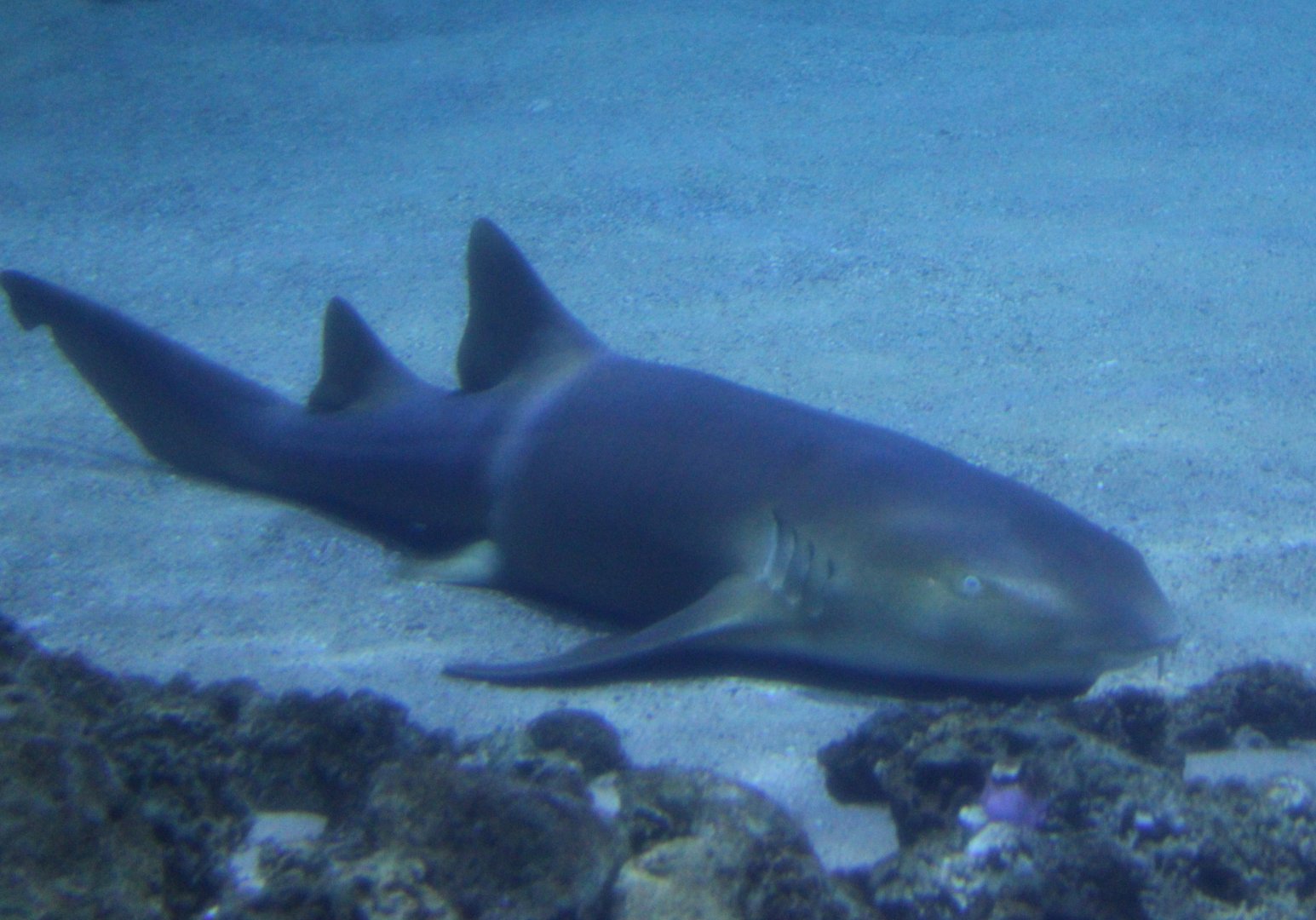 Atlantic nurse shark - Ginglymostoma cirratum