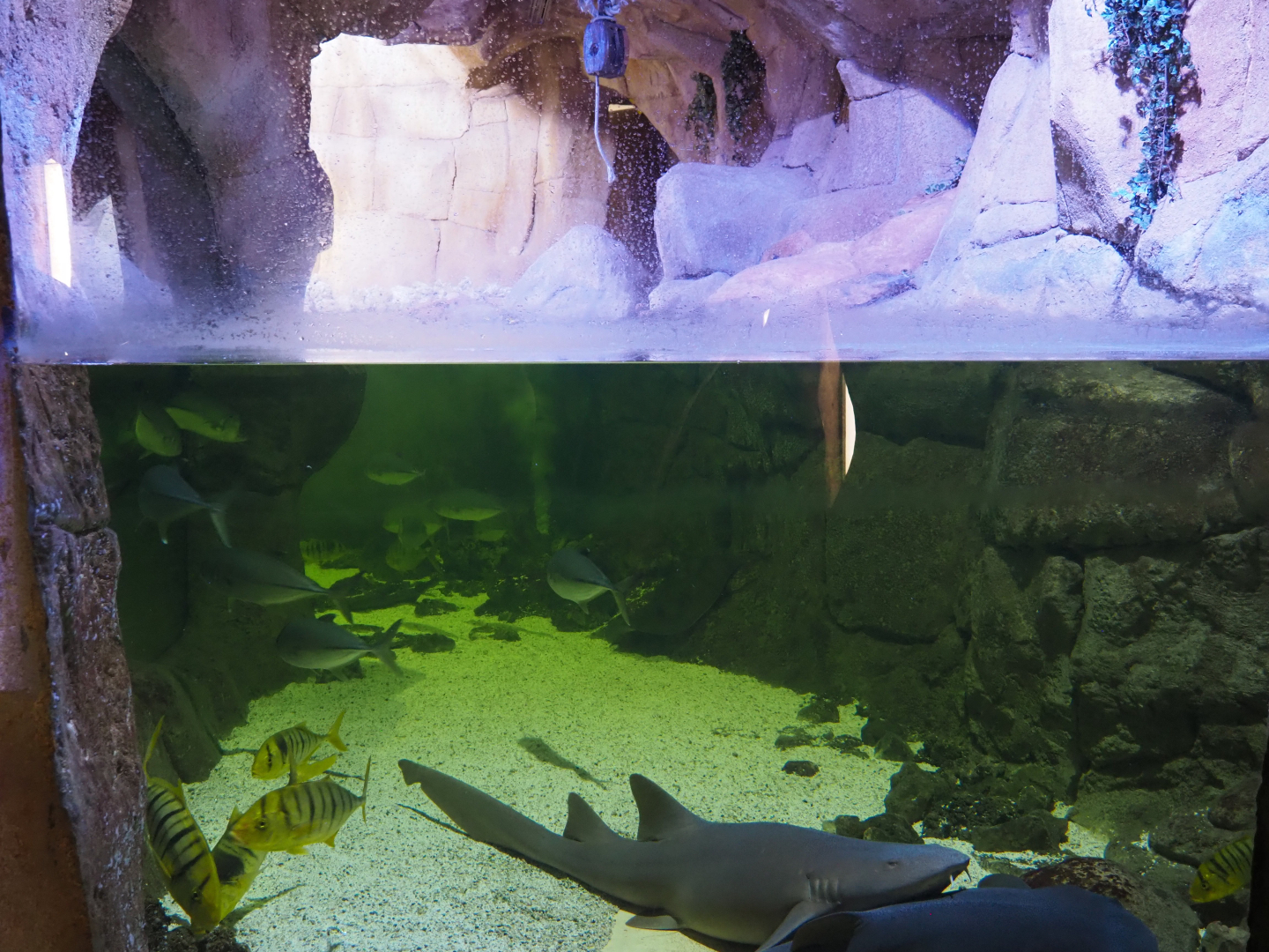 Atlantic nurse shark, stingray and trevally tank, 2020-09-03