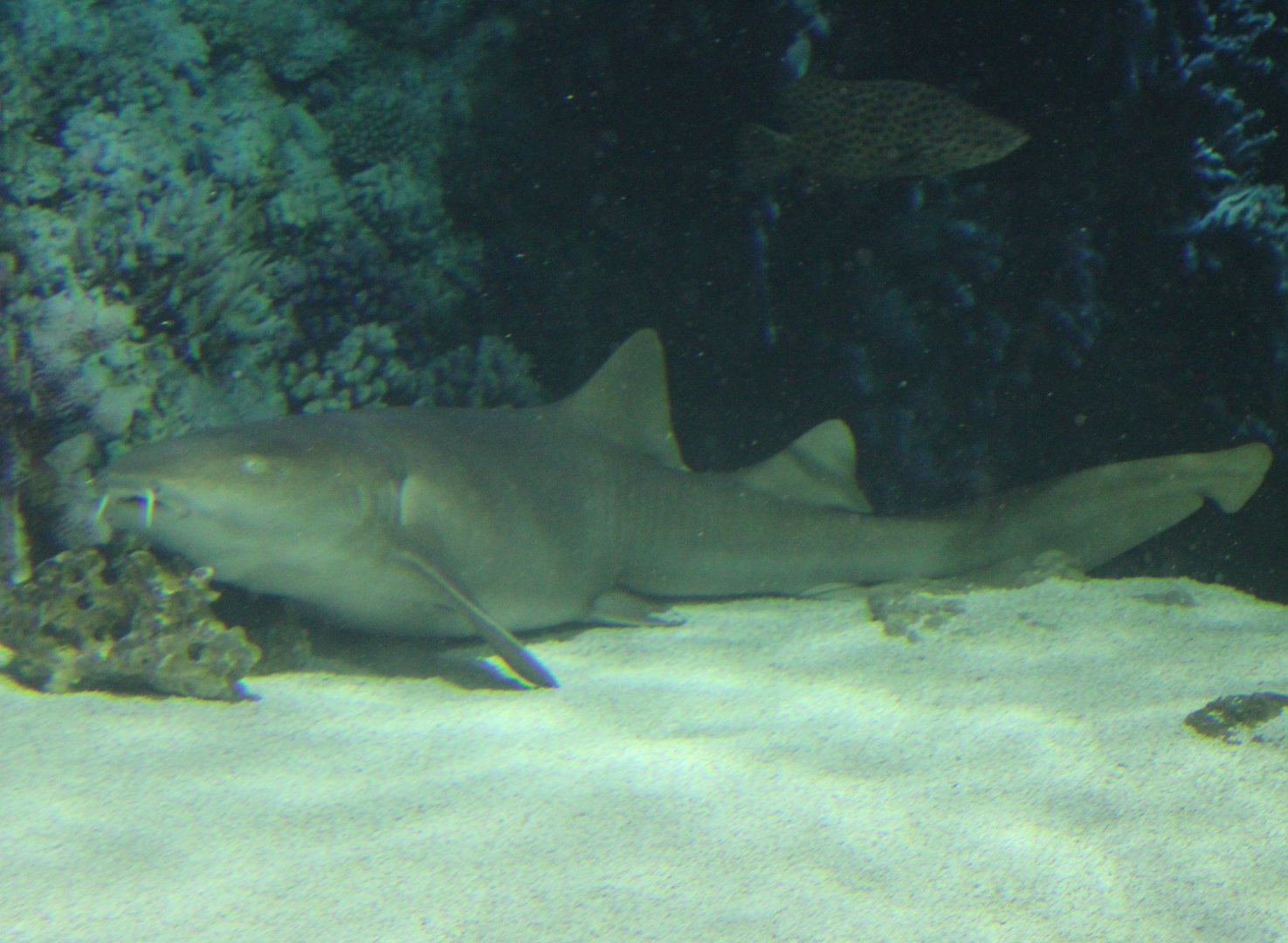 Atlantic Nurse Shark