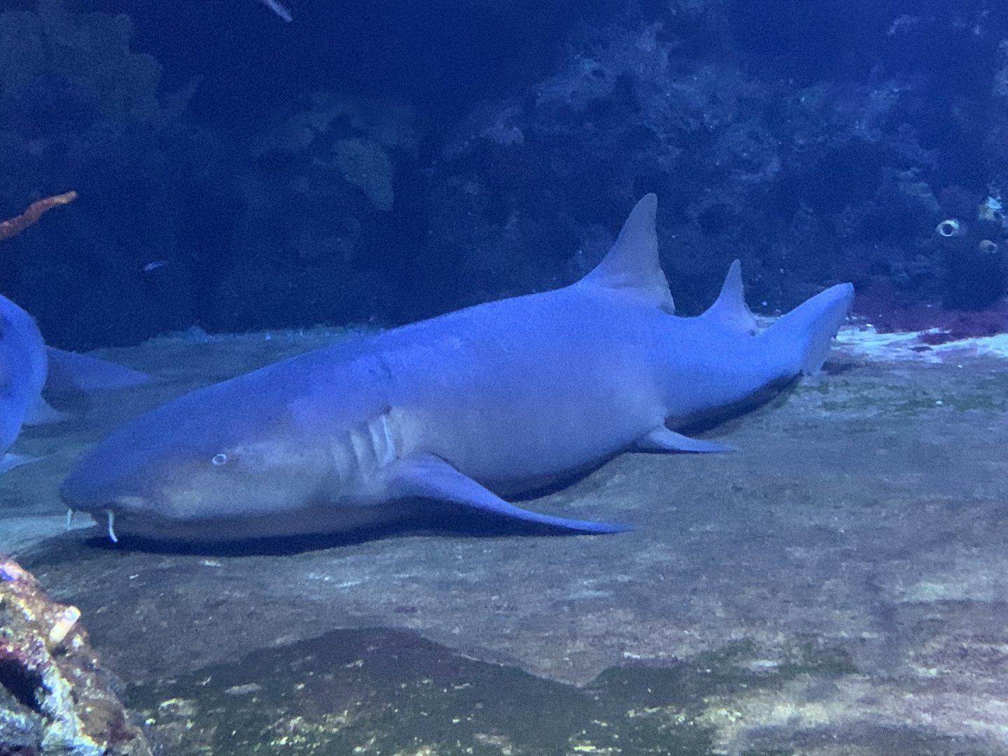 Atlantic nurse shark