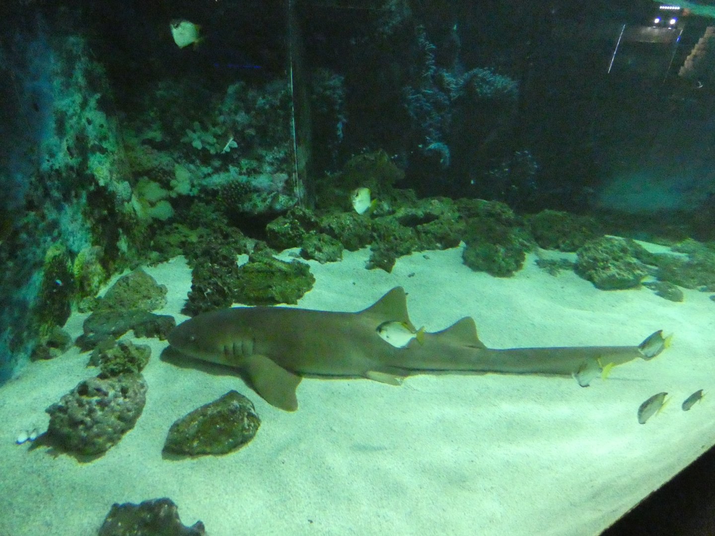 Atlantic nurse shark
