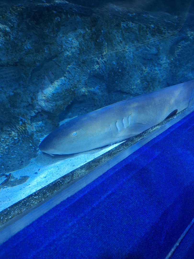 Atlantic Nurse Shark