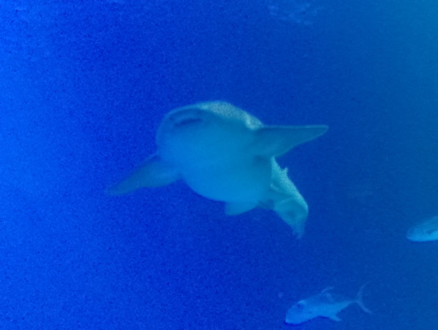 Atlantic nurse shark