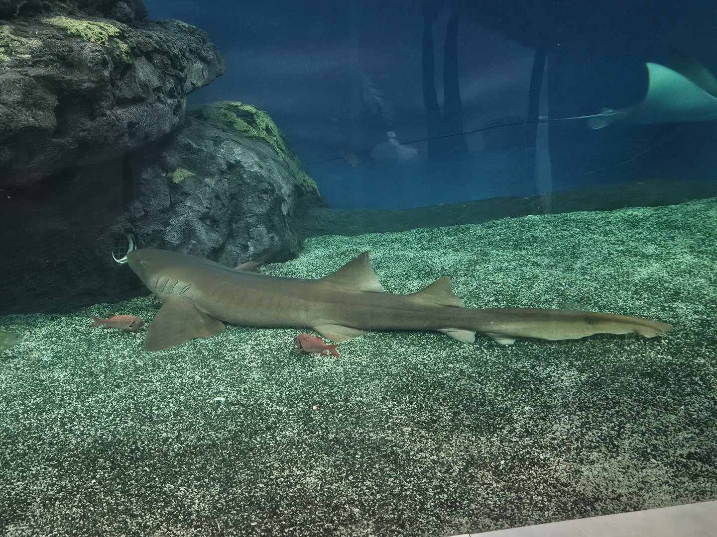 Atlantic Nurse Shark