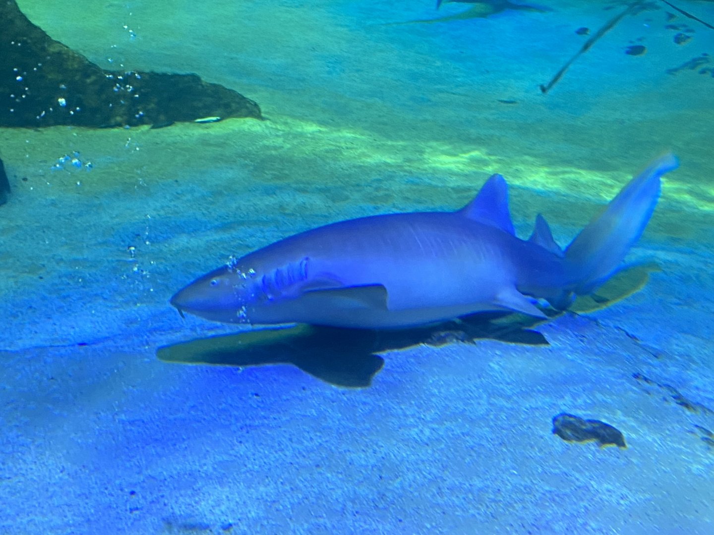 Atlantic nurse shark