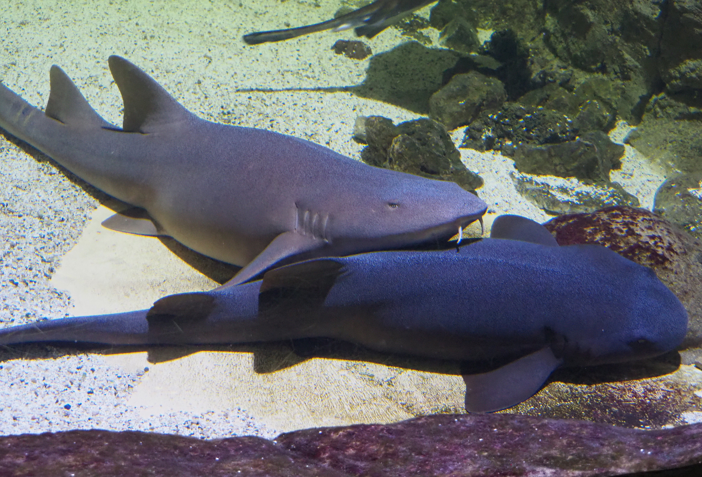 Atlantic nurse sharks (Ginglymostoma cirratum), 2020-09-03