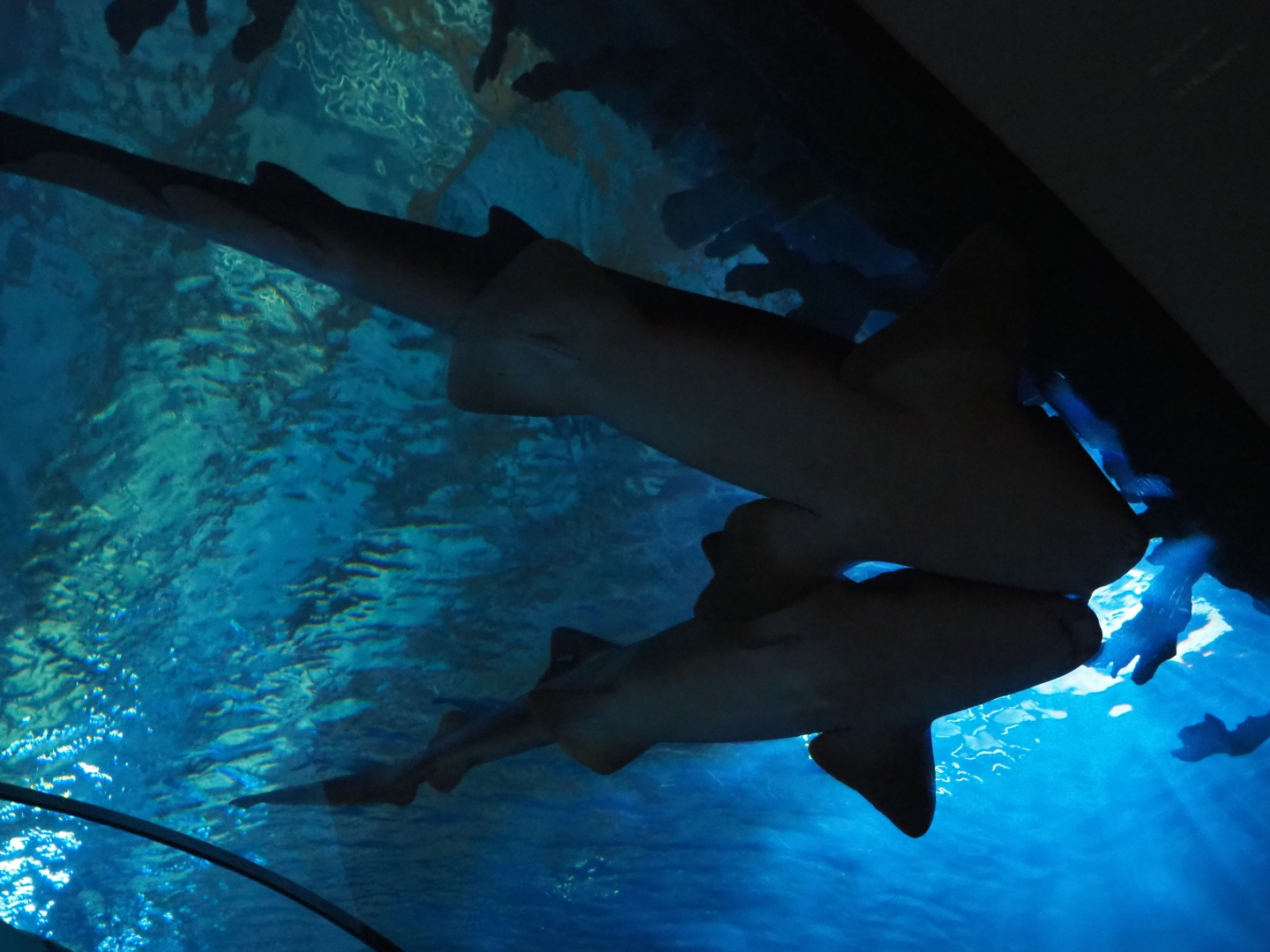 Atlantic nurse sharks (	Ginglymostoma cirratum), Nov 10th, 2018