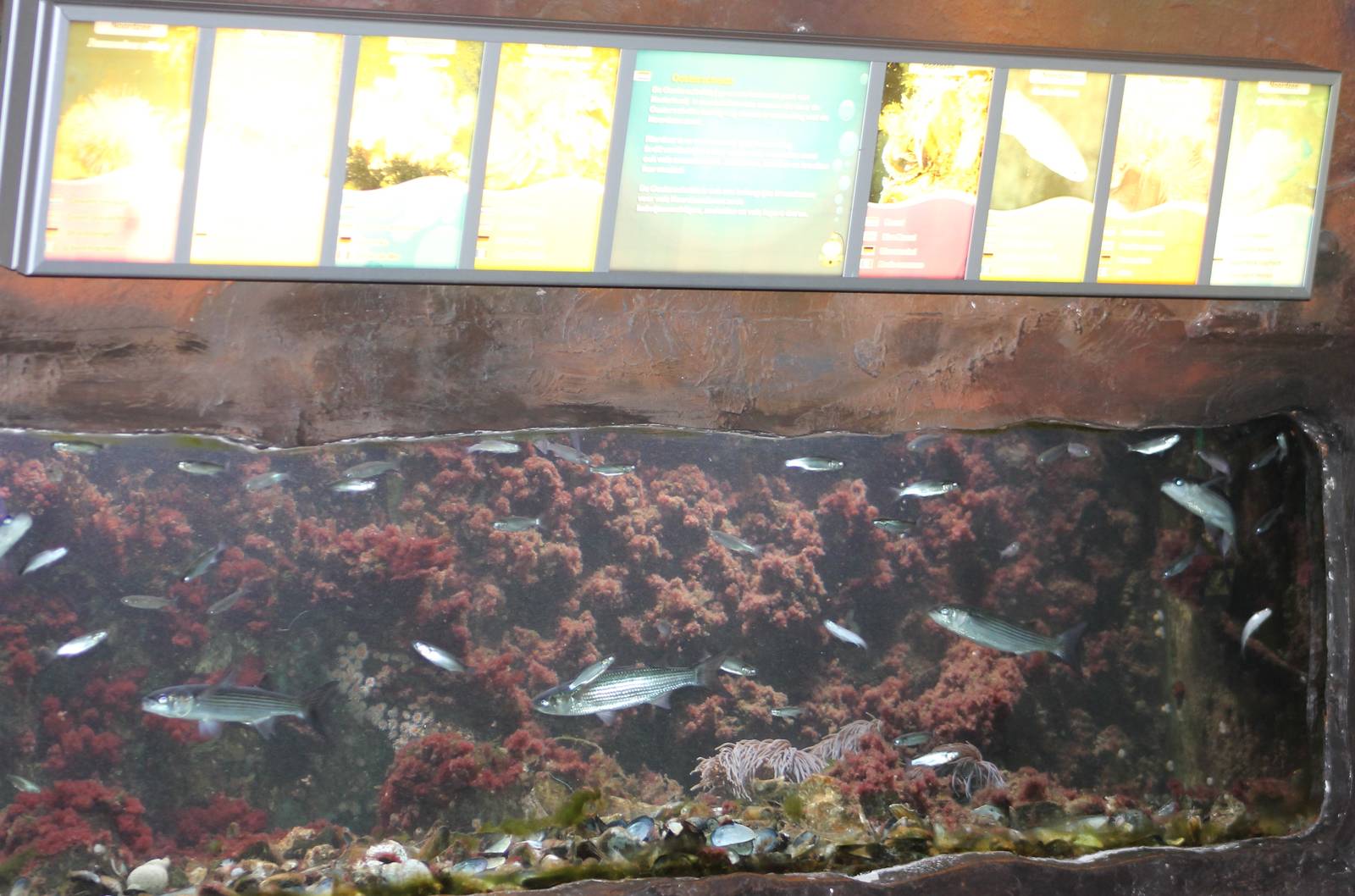 Atlantic Ocean aquarium