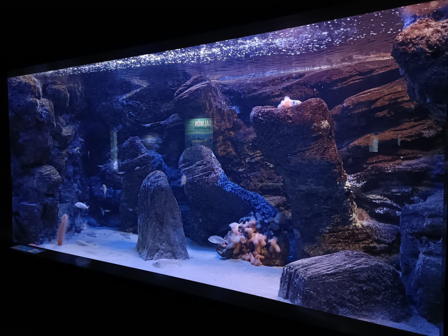 Atlantic ocean exhibit - Bioparc Acuario de Gijón