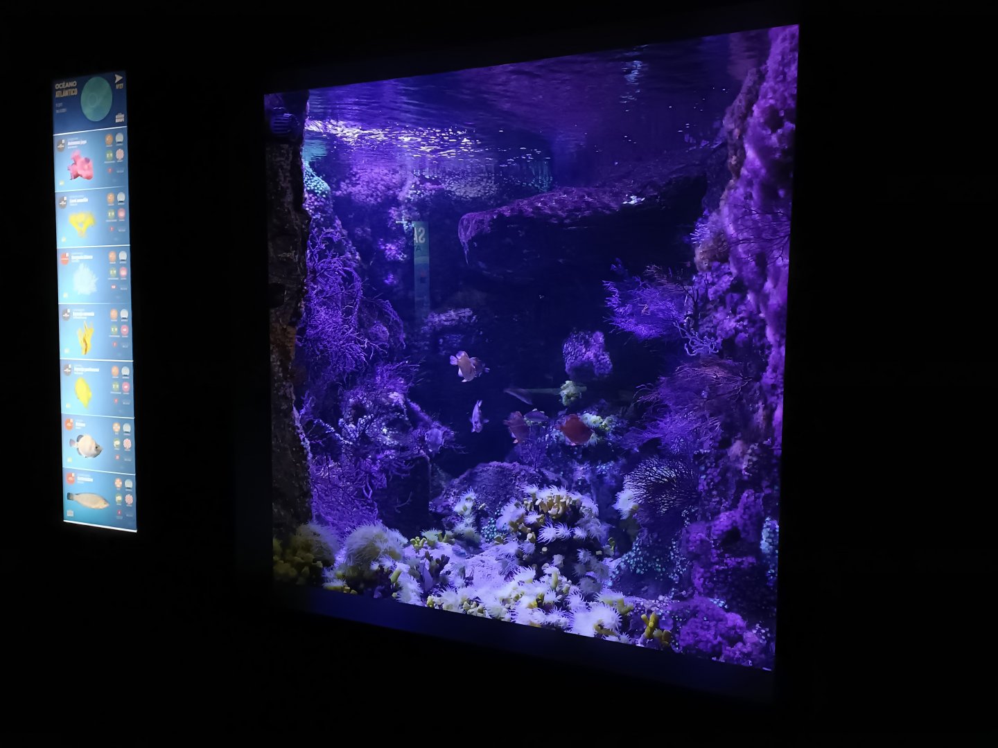 Atlantic ocean exhibit - Bioparc Acuario de Gijón