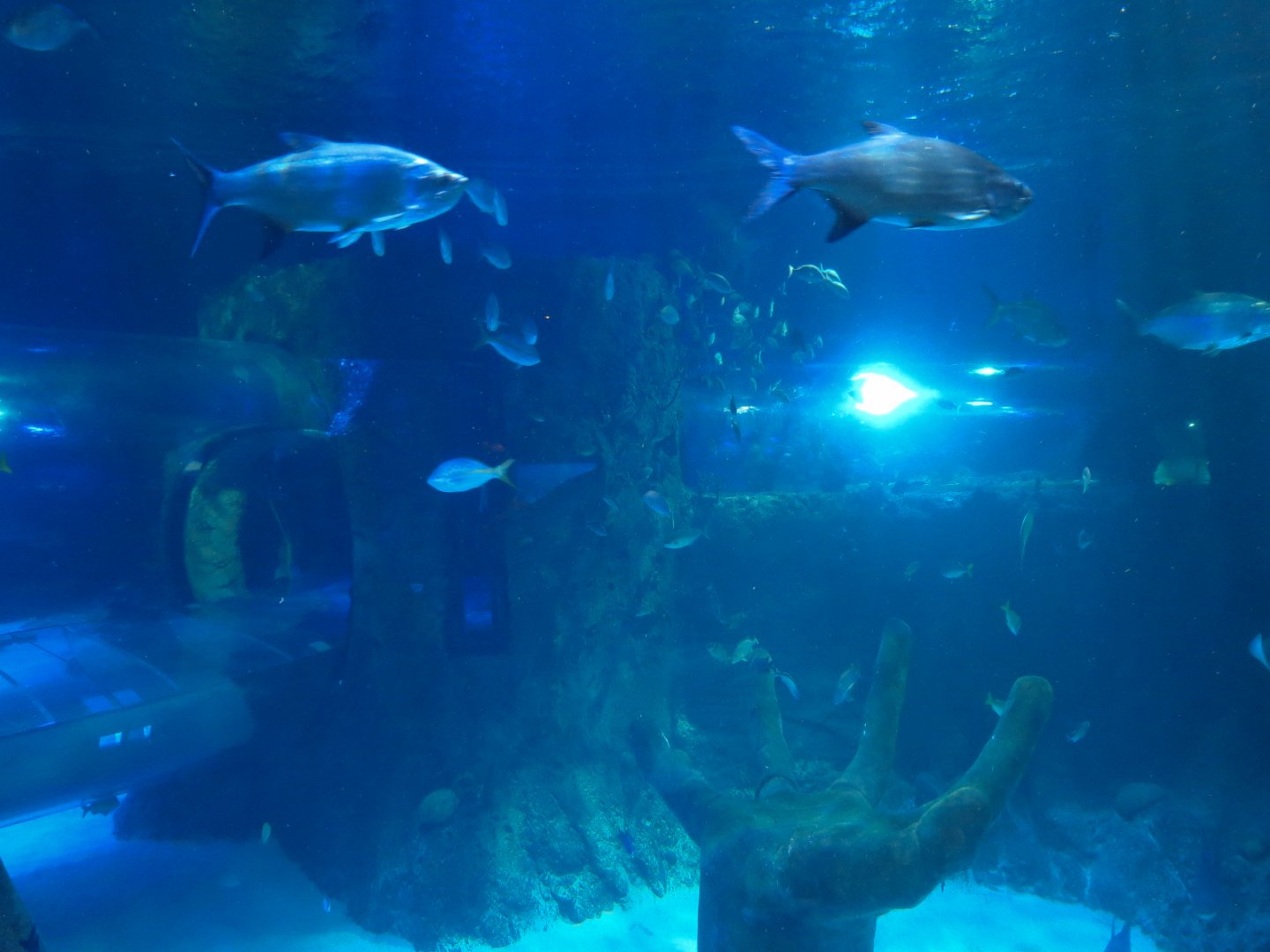 Atlantic Ocean Exhibit