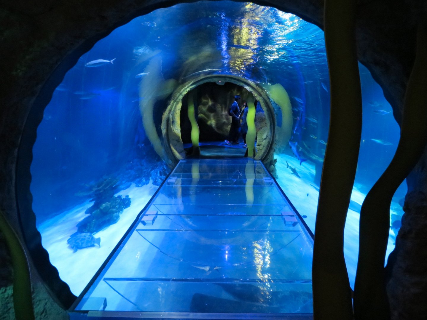 Atlantic Ocean Exhibit