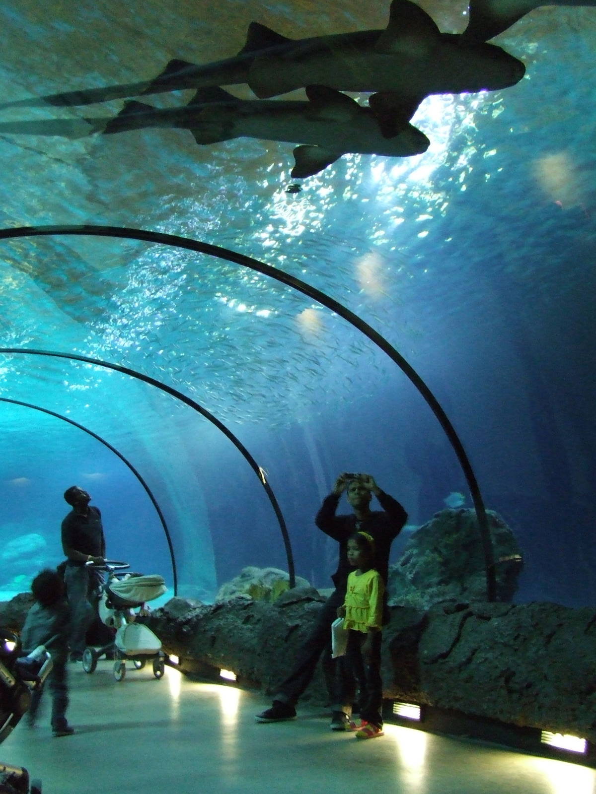 Atlantic Ocean, Oceanium