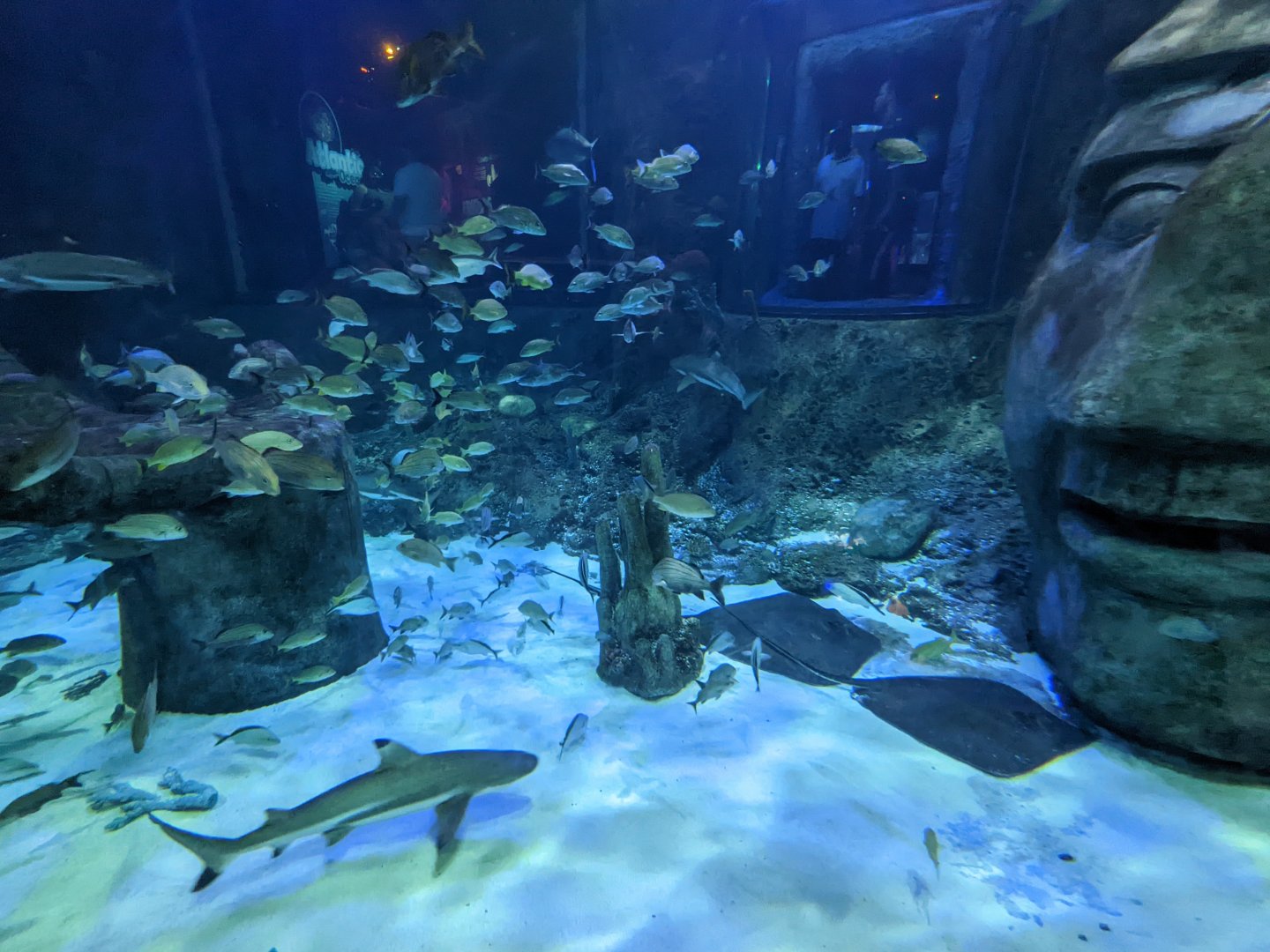 Atlantic Ocean tank from tunnel