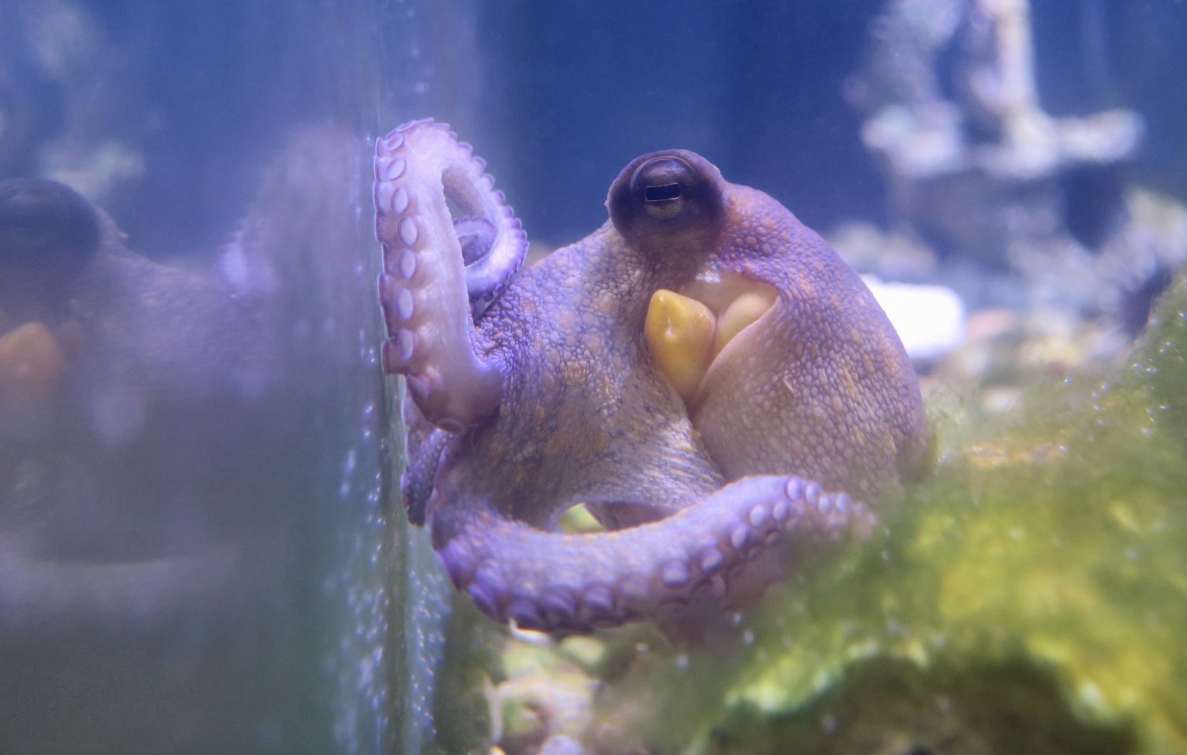 Atlantic Octopus (Octopus americanus)