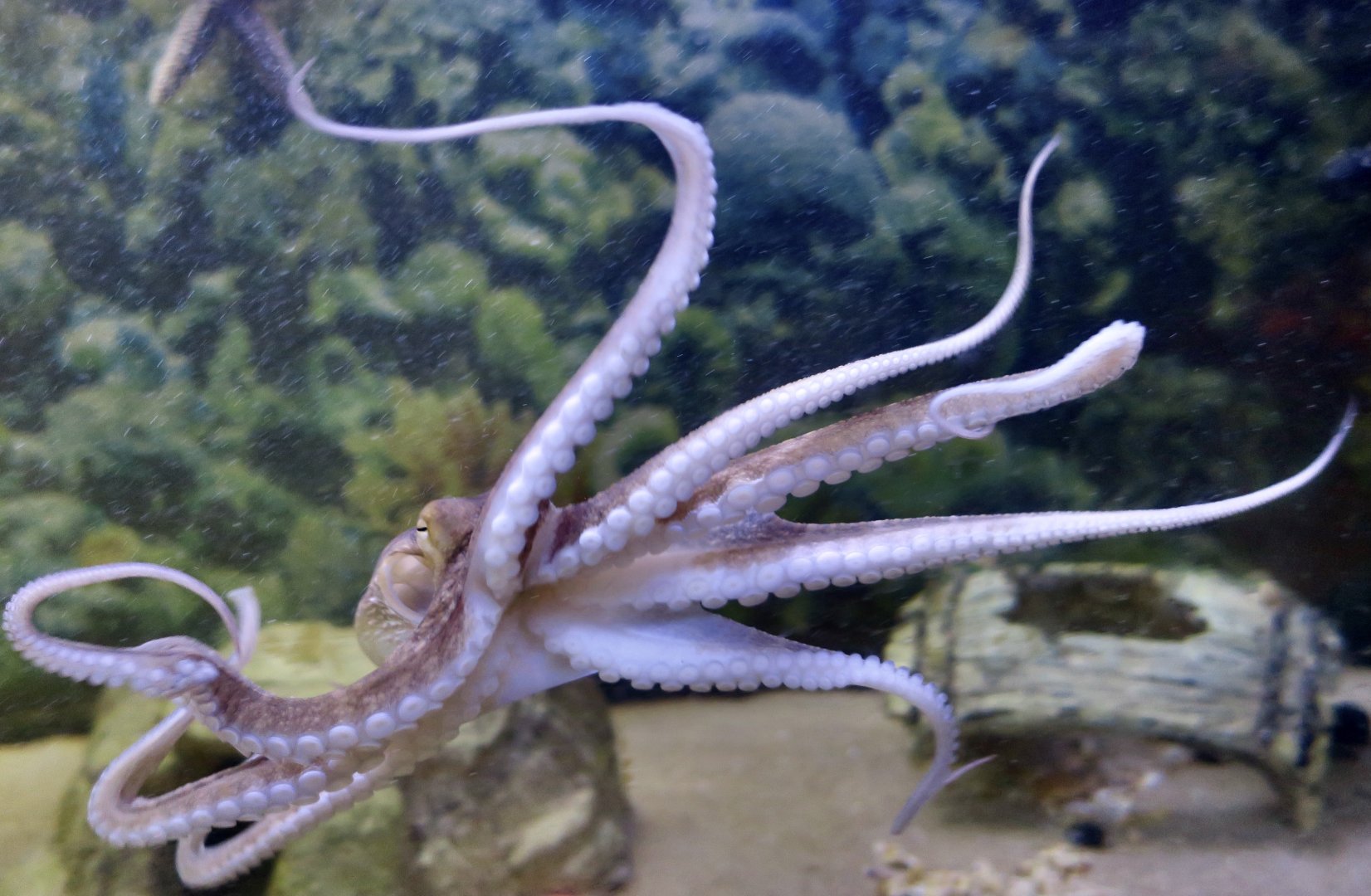 Atlantic Octopus (Octopus americanus)