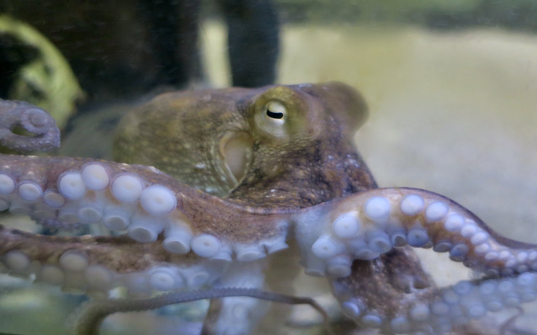 Atlantic Octopus (Octopus americanus)