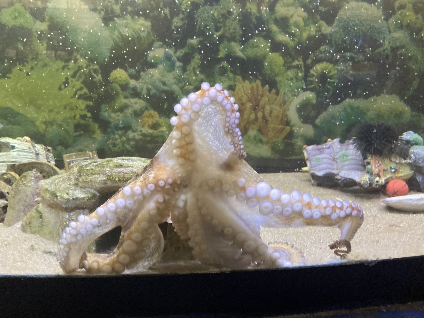 Atlantic Octopus