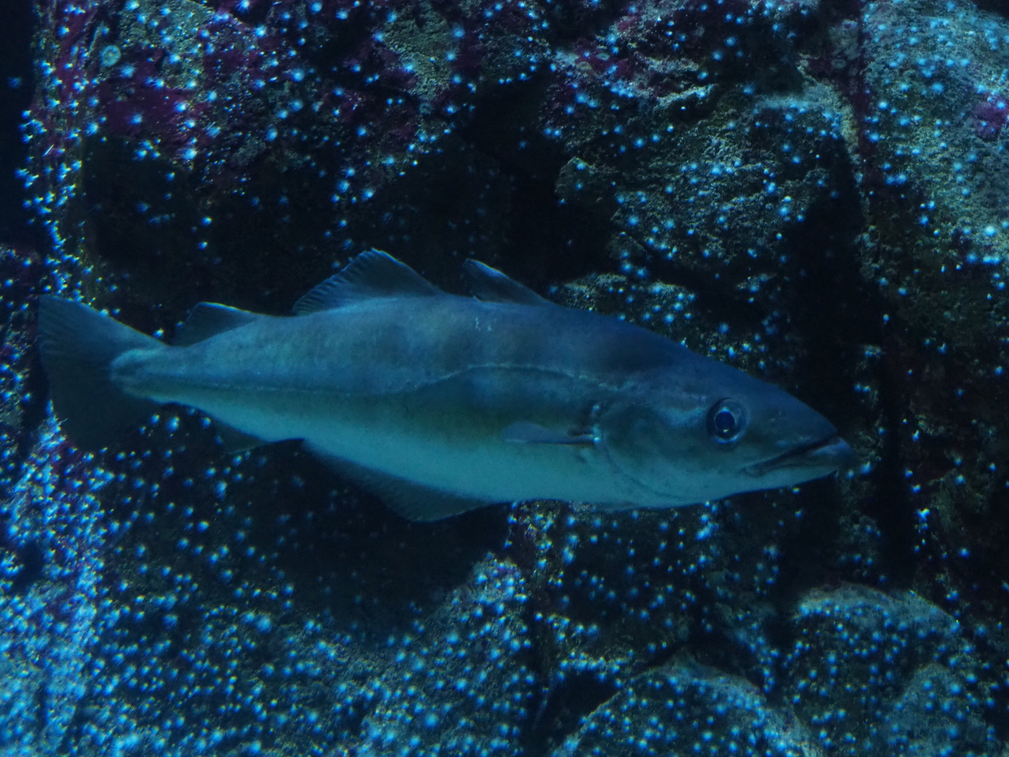 Atlantic or European pollock (Pollachius pollachius), Nov 10th, 2018