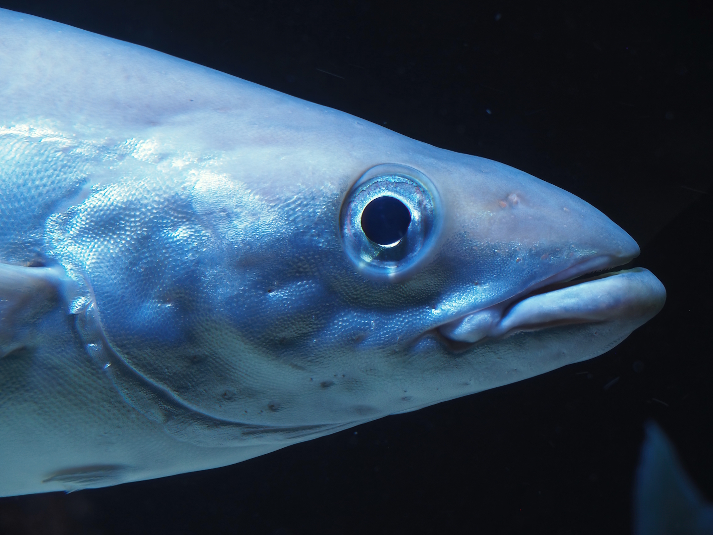 Atlantic Pollack (Pollachius pollachius), 2024-02-17