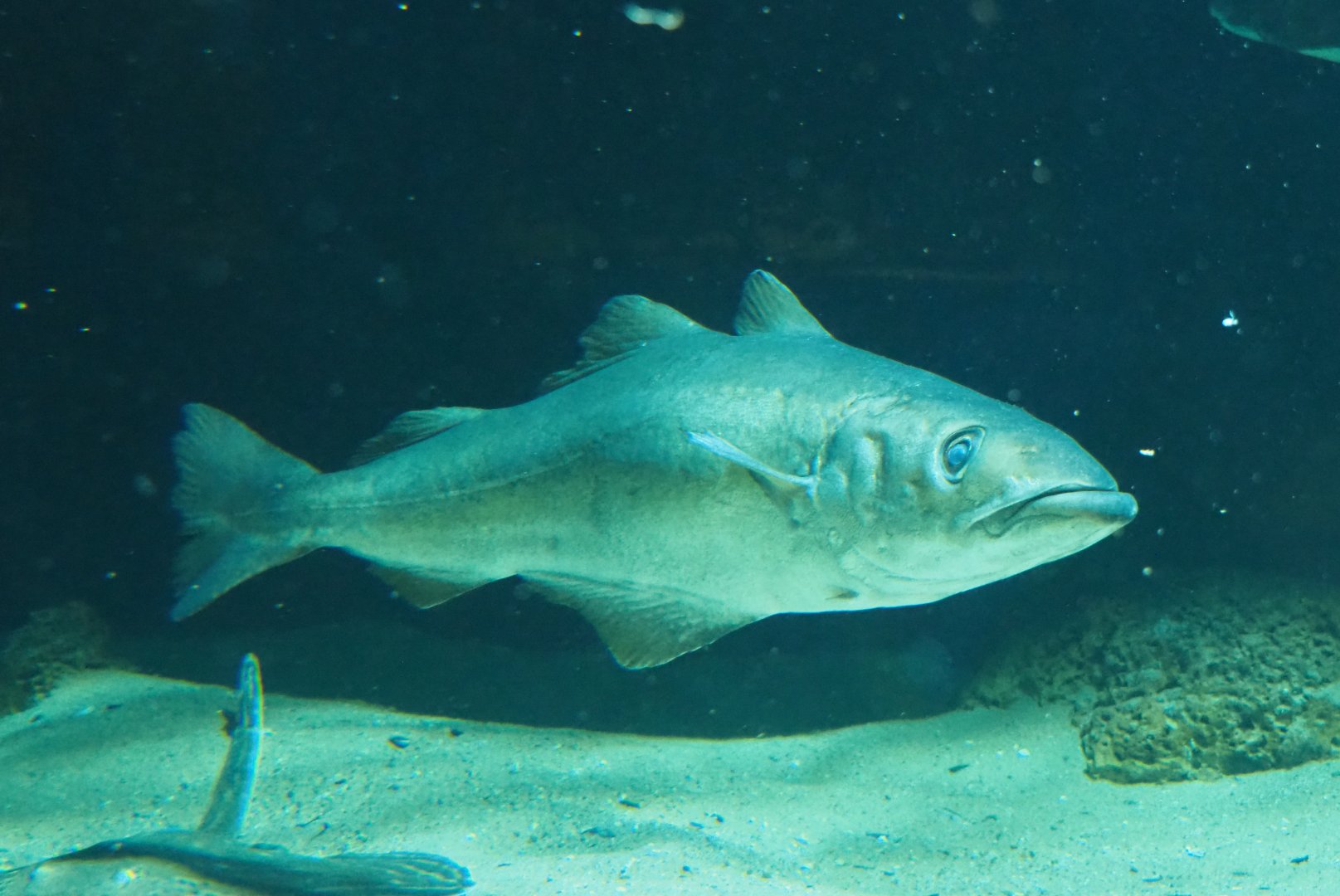 Atlantic pollock (Pollachius pollachius), 2019-12-30