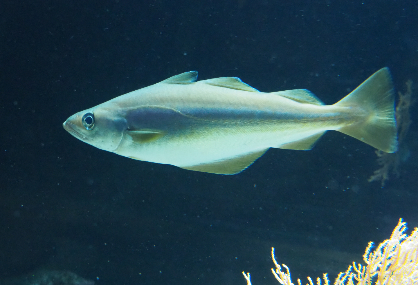 Atlantic pollock (Pollachius pollachius), 2019-12-30