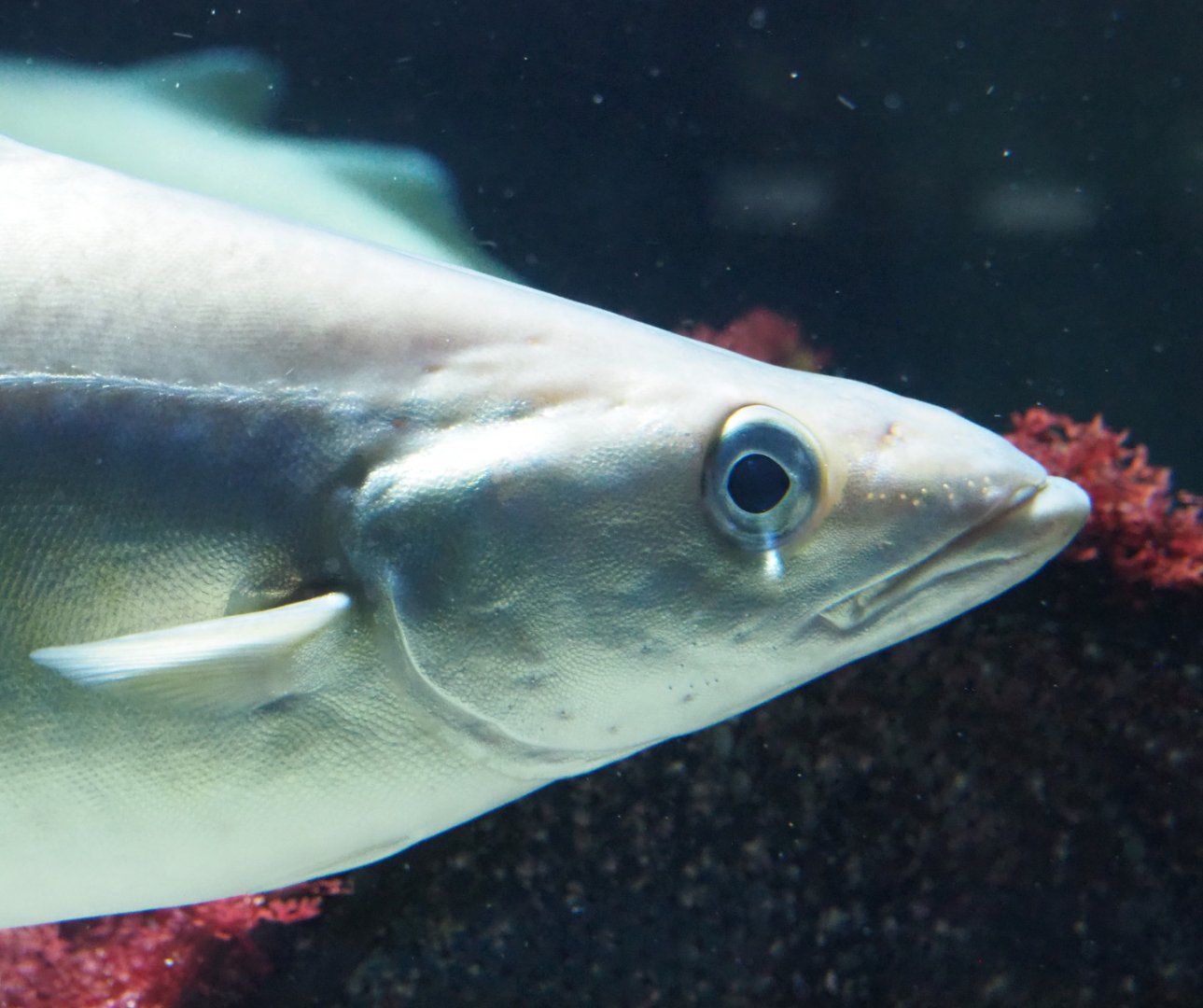 Atlantic pollock (Pollachius pollachius), 2021-07-17