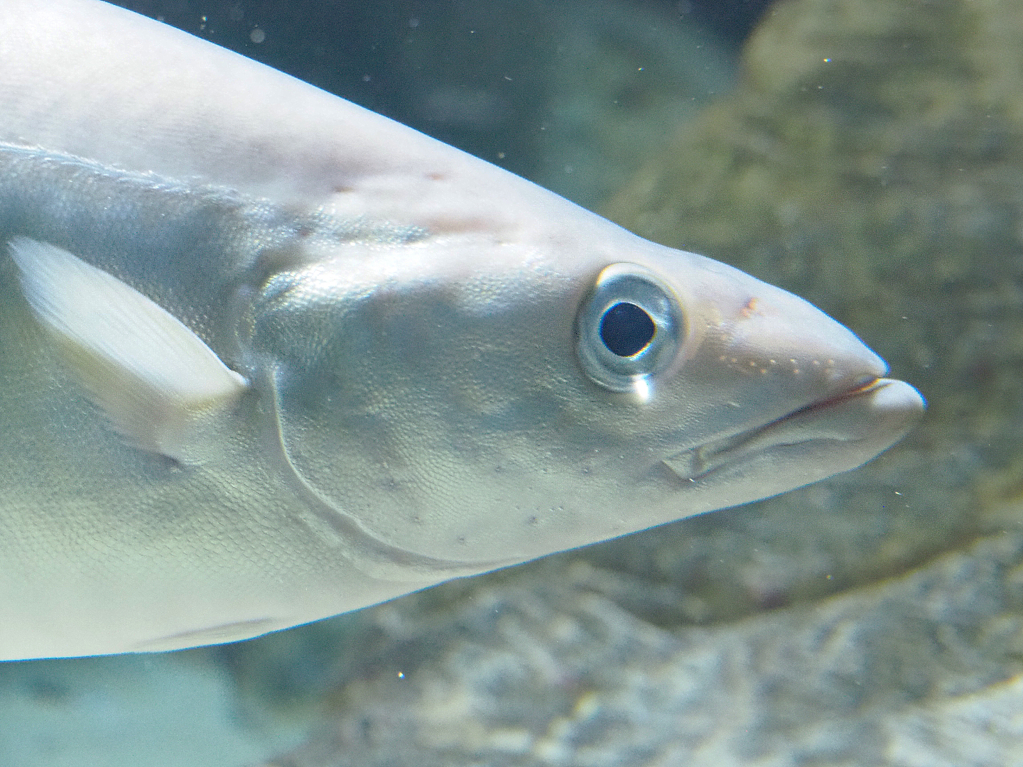 Atlantic pollock (Pollachius pollachius), 2022-03-16