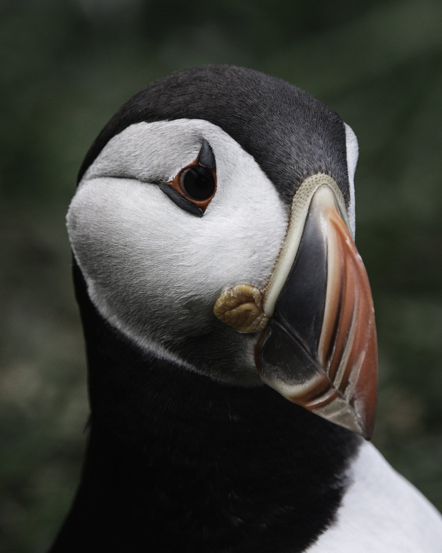 Atlantic Puffin (07/22)